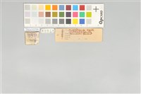 五色鳥藏品圖，第20張